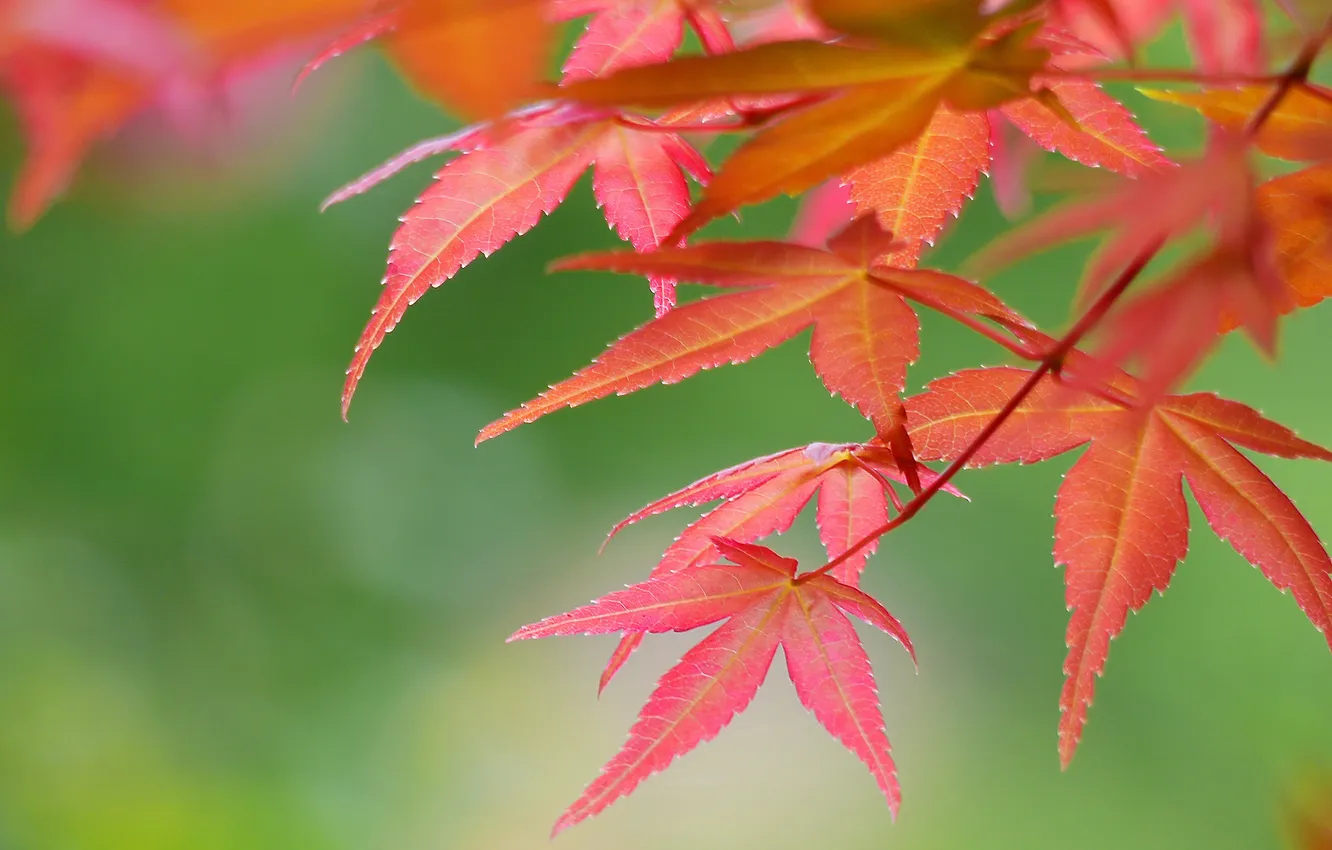 Фото обои осень, листья, ветка, багрянец