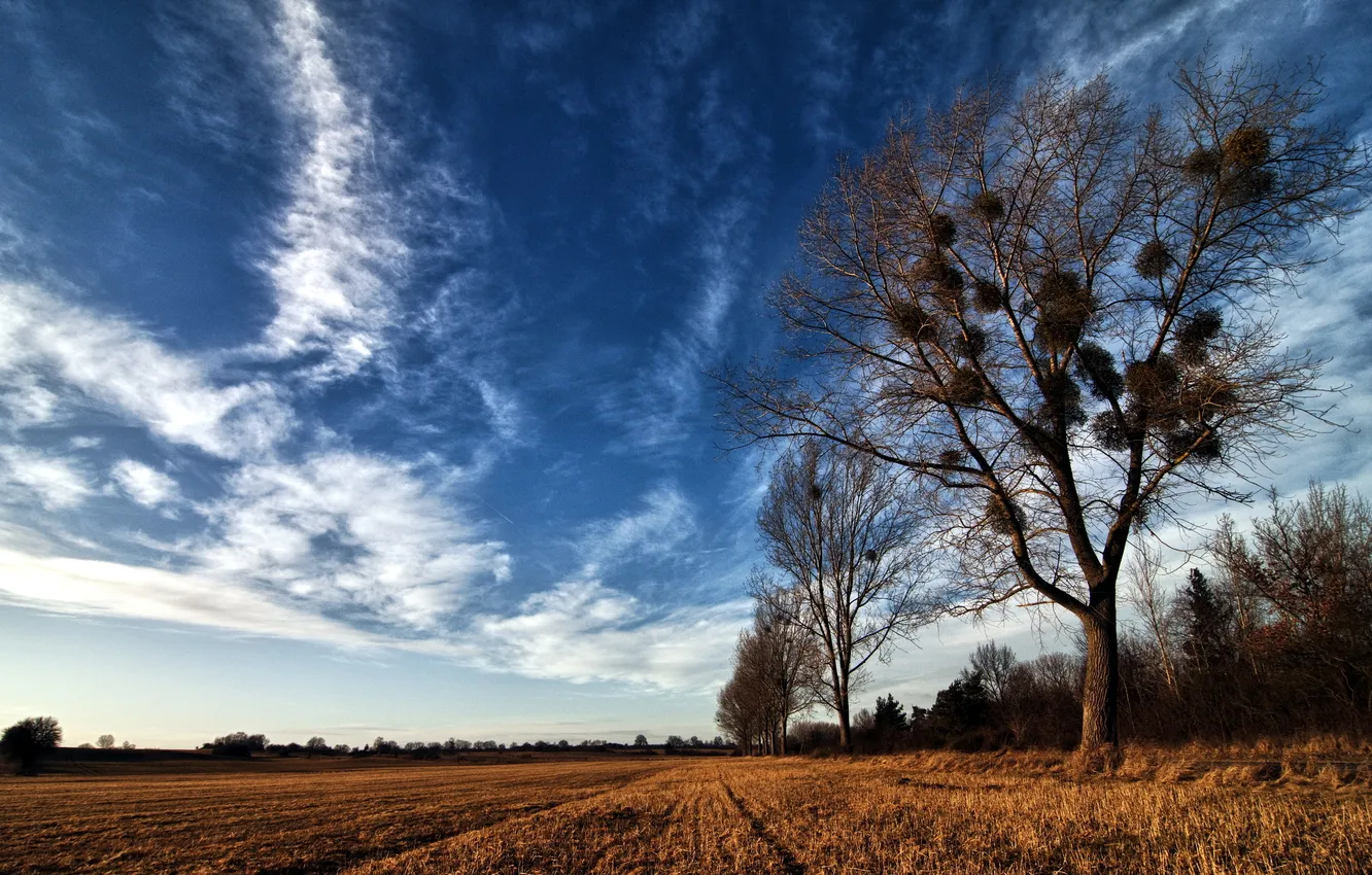 Фото обои поле, дерево, гнёзда