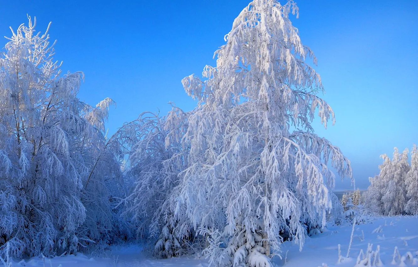 Фото обои зима, снег, природа, фото