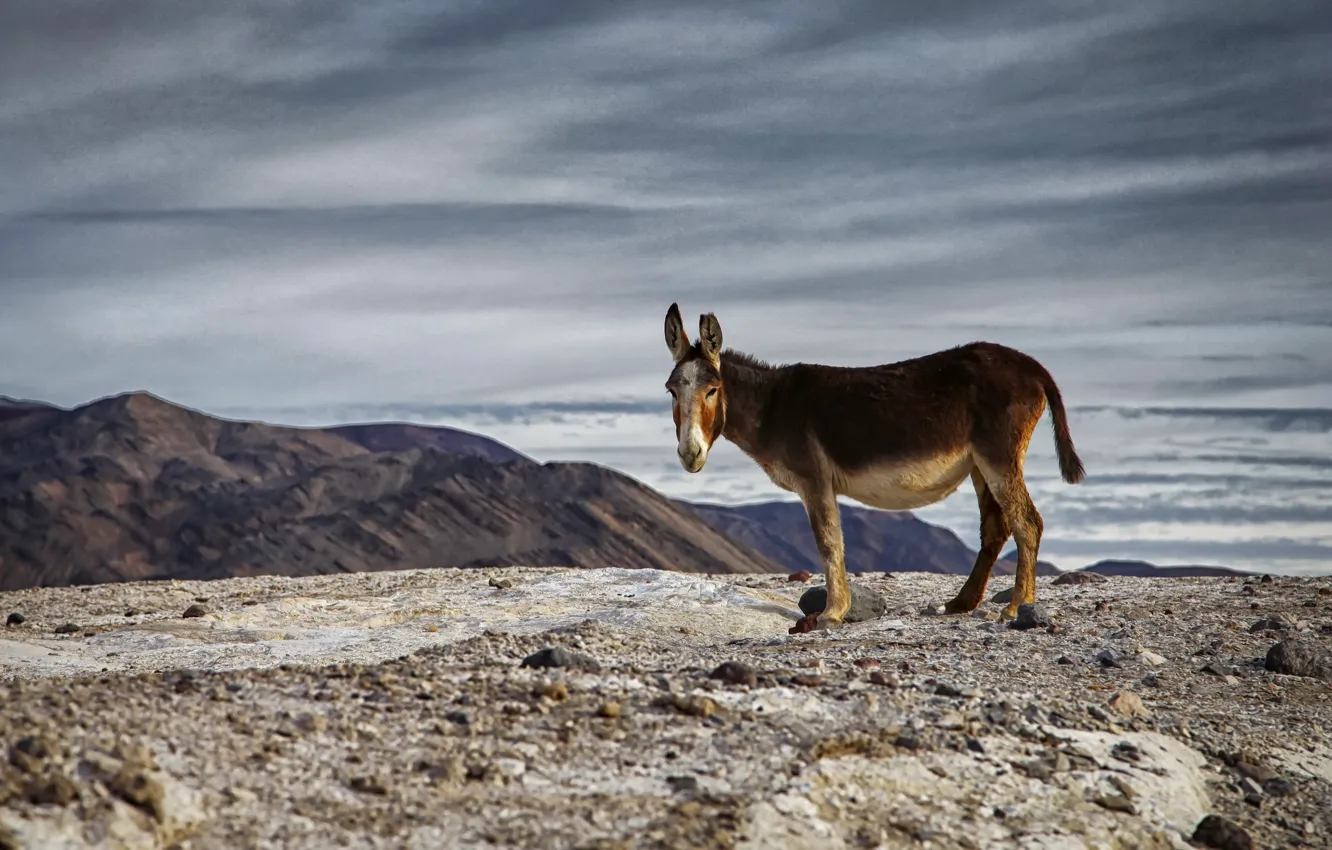 Фото обои Death Valley National Park, Desert, Burro
