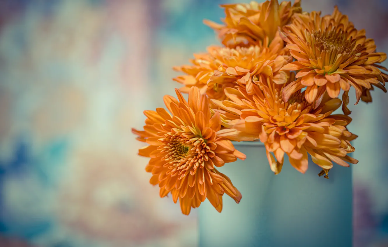 Фото обои оранжевые, хризантемы, боке