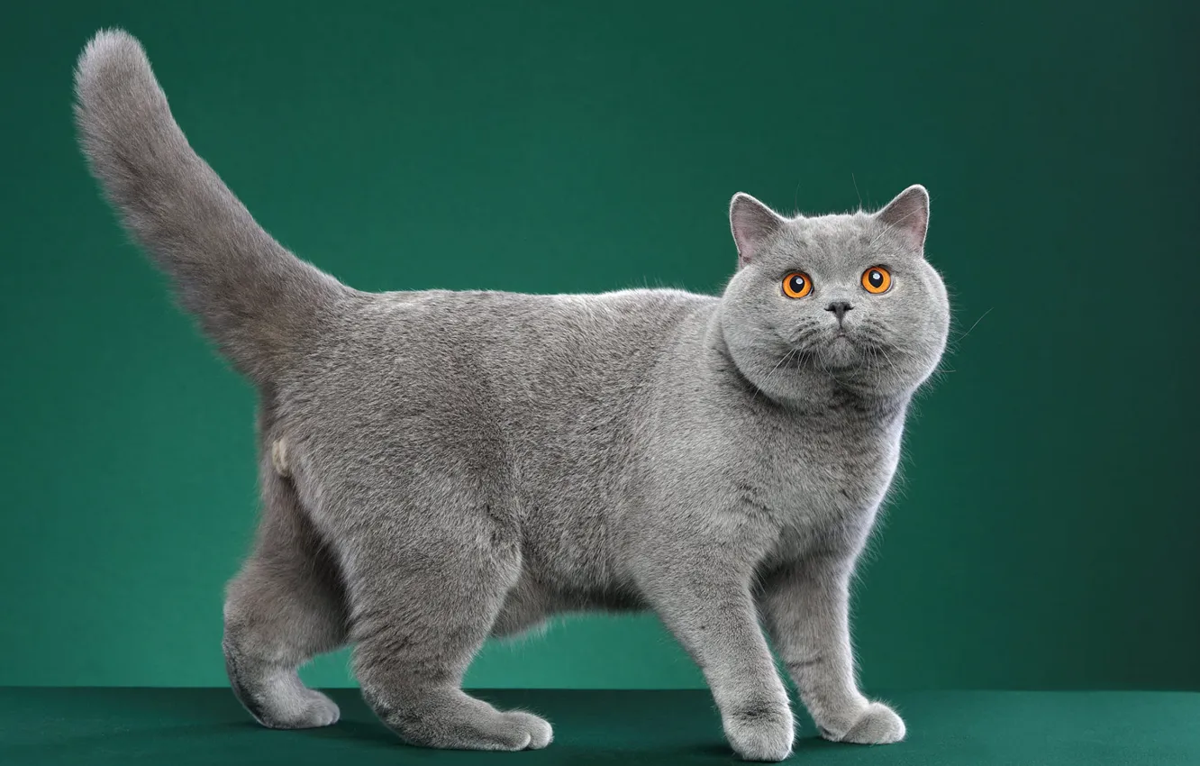 Фото обои кошка, кот, взгляд, поза, серый, британский