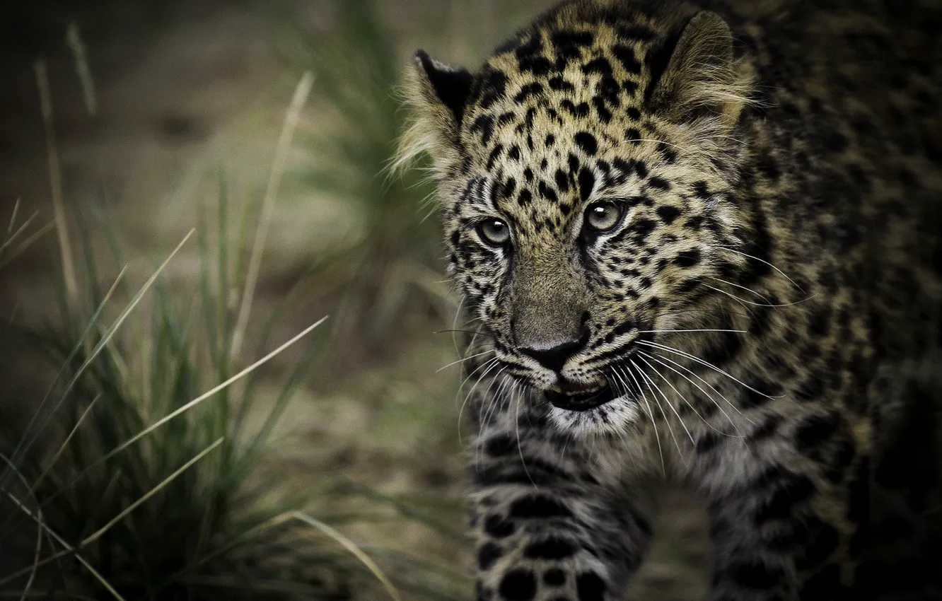 Фото обои хищник, пятна, леопард