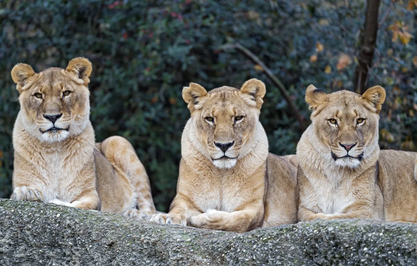 Фото обои хищники, отдых, природа, львицы, большие кошки, трио