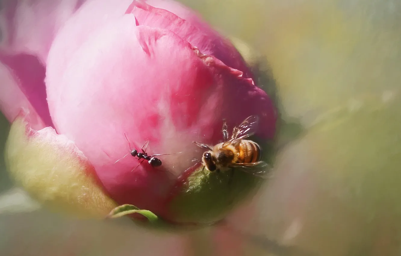 Фото обои макро, пчела, муравей, пион