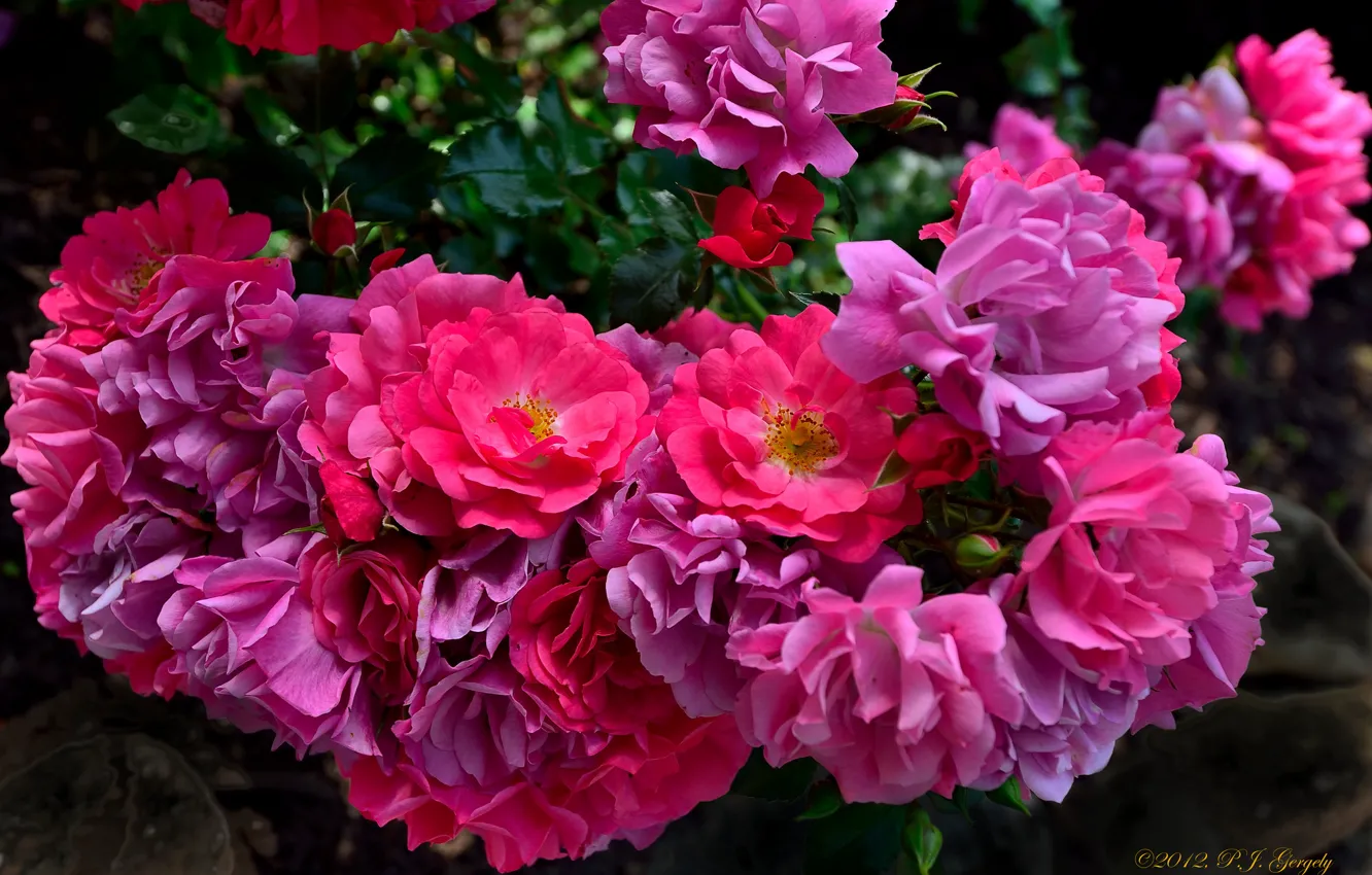 Фото обои розы, лепестки, розовый куст