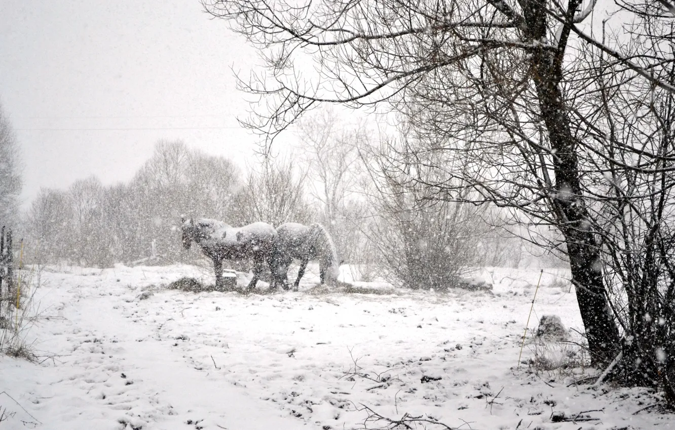 Фото обои зима, снег, кони