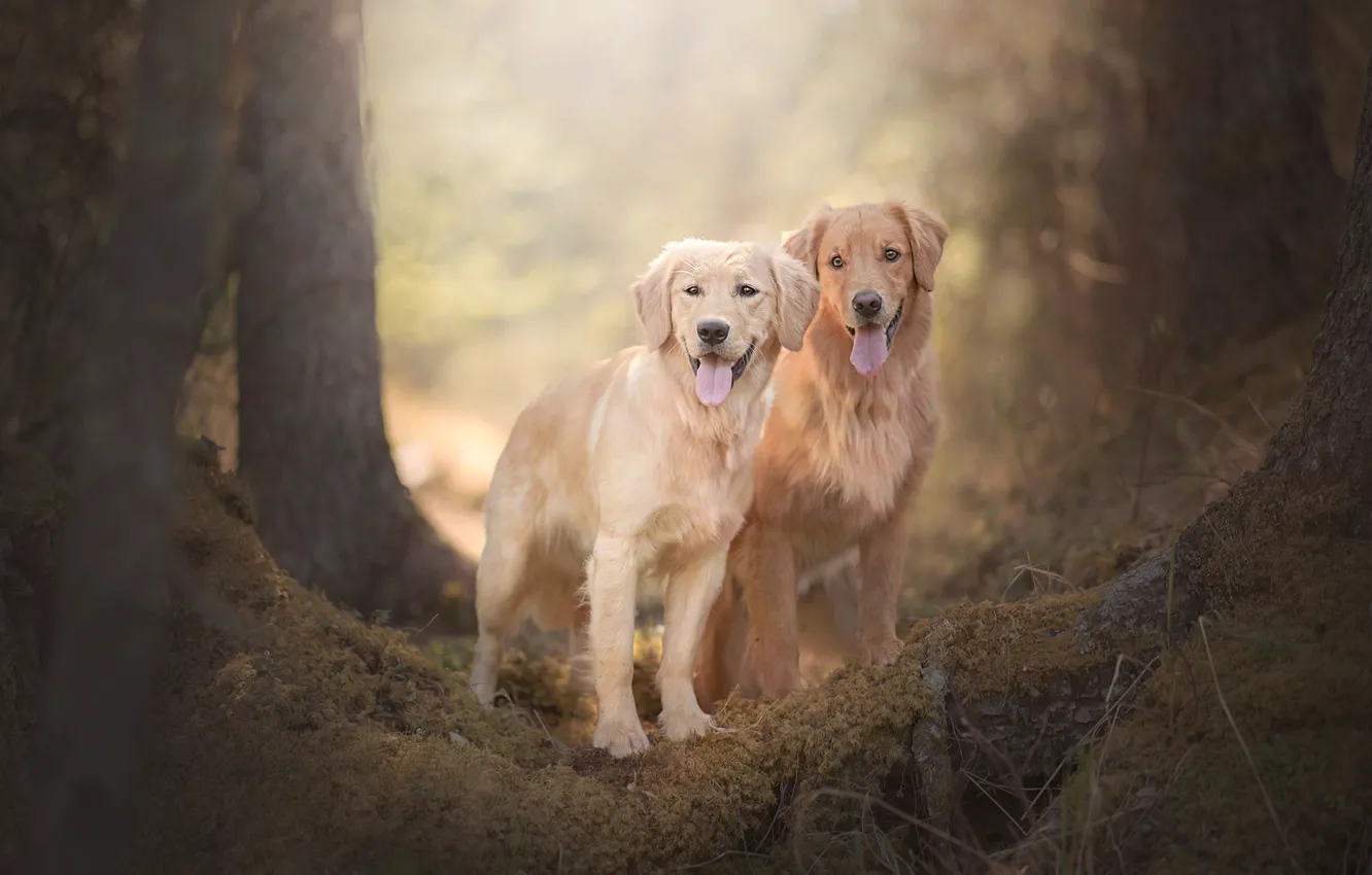 Фото обои собаки, пара, боке, две собаки, Голден ретривер, Золотистый ретривер