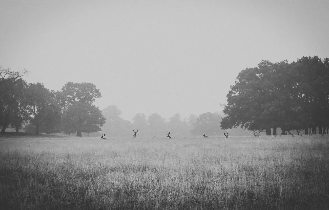 Фото обои поле, деревья, туман, олень