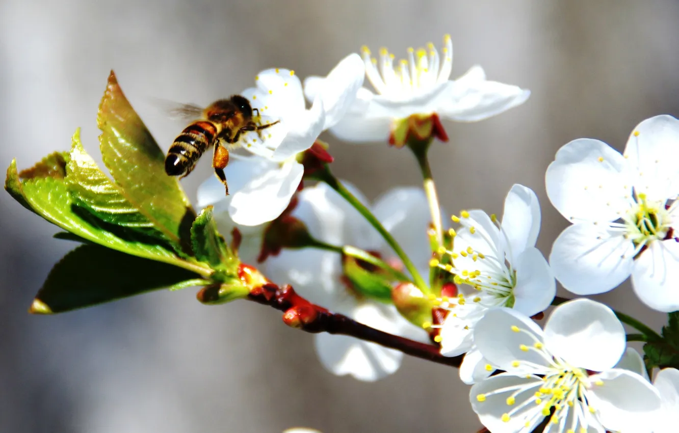 Фото обои пчела, весна, яблоня, в цвету