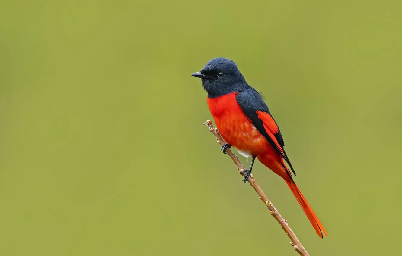 Фото обои природа, фон, птица, Чёрно-красный длиннохвостый личинкоед