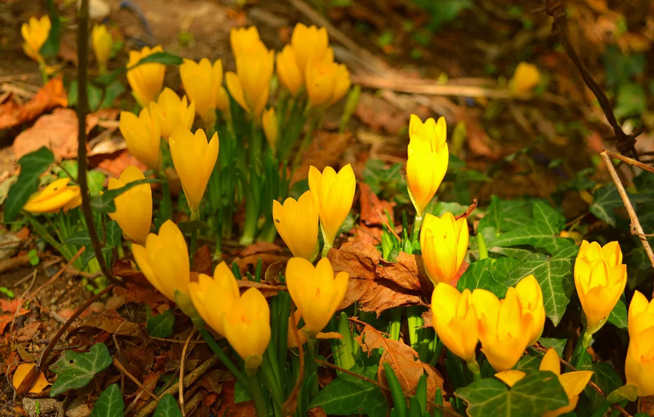 Фото обои Крокусы, Crocuses, Желтые цветы, Yellow flowers