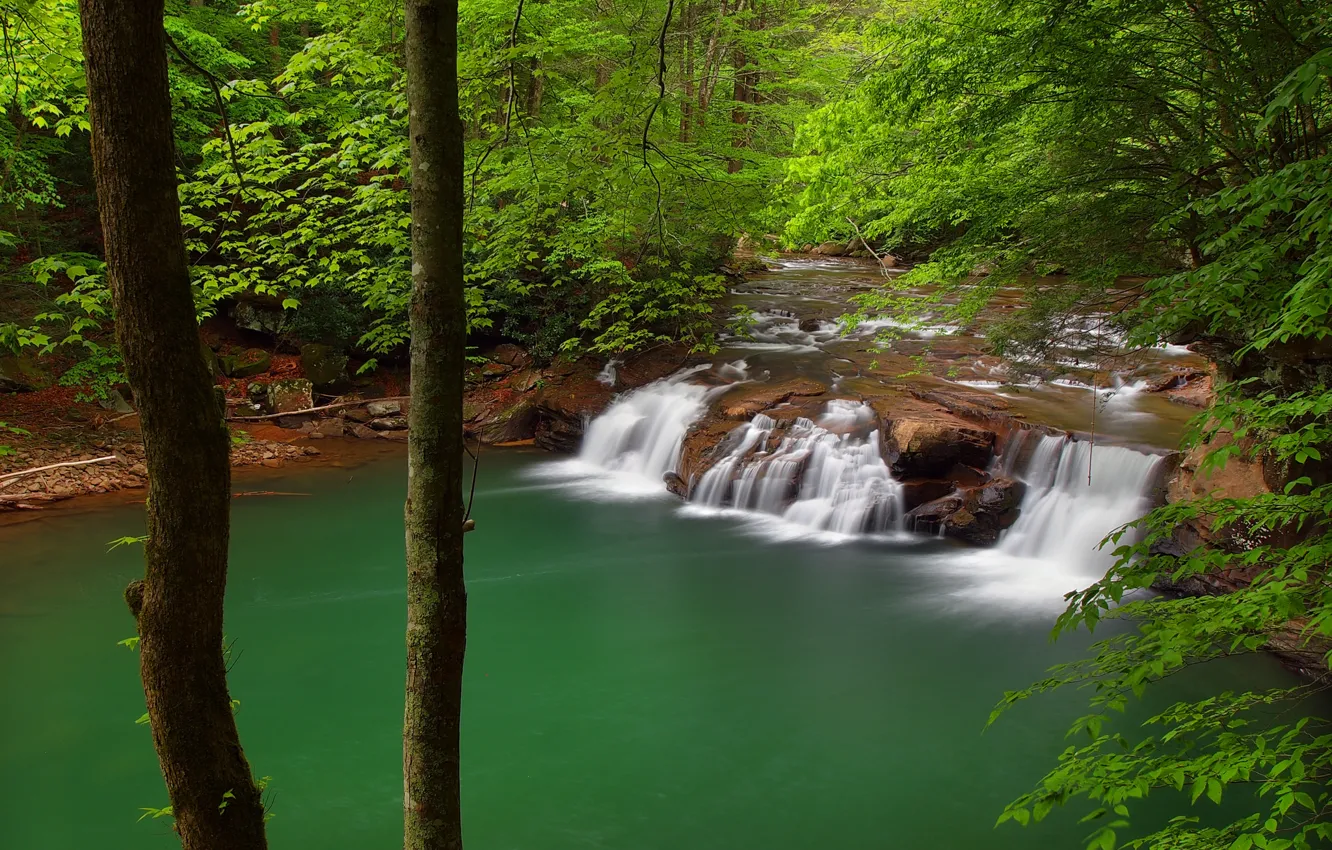 Фото обои лес, деревья, река, водопад, каскад, West Virginia, Западная Виргиния, New River Gorge National River