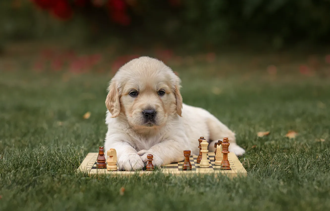 Фото обои собака, шахматы, щенок, Голден ретривер, Золотистый ретривер, Виктория Дубровская