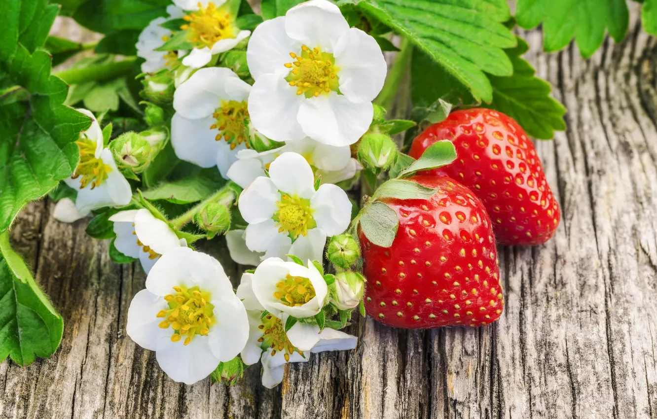 Фото обои цветы, ягоды, клубника, strawberry, fresh berries