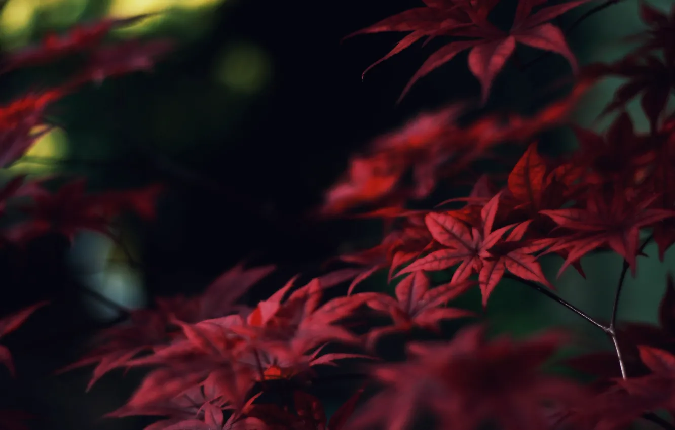 Фото обои осень, листья, ветки, красные, клен