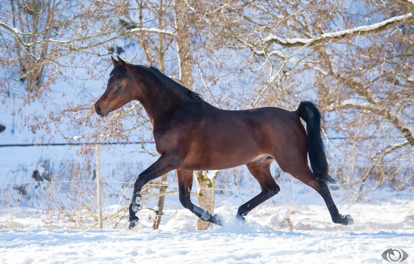 Фото обои конь, лошадь, мощь, бег, грация, гнедой, (с) OliverSeitz