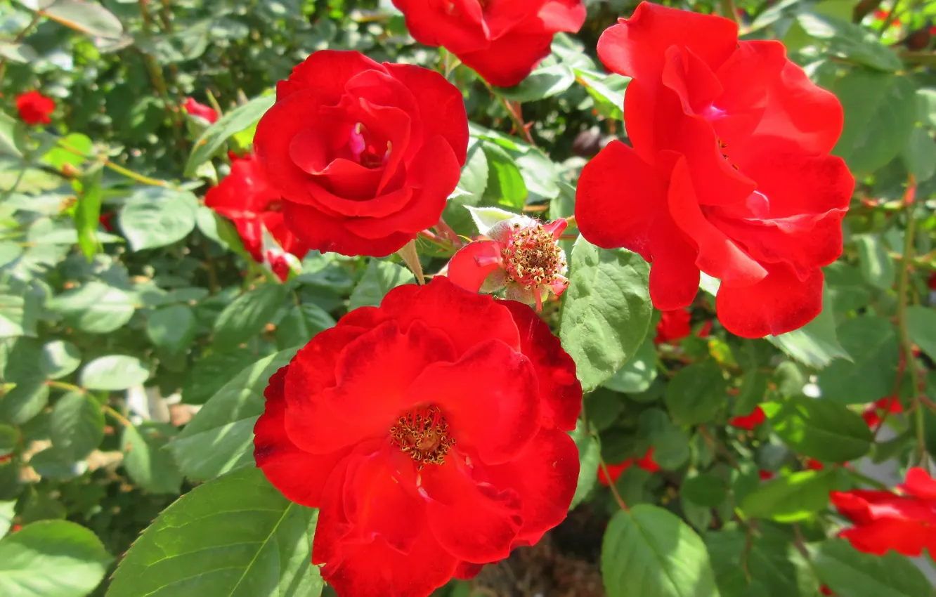 Фото обои розы, красные розы, весна 2018, Meduzanol ©