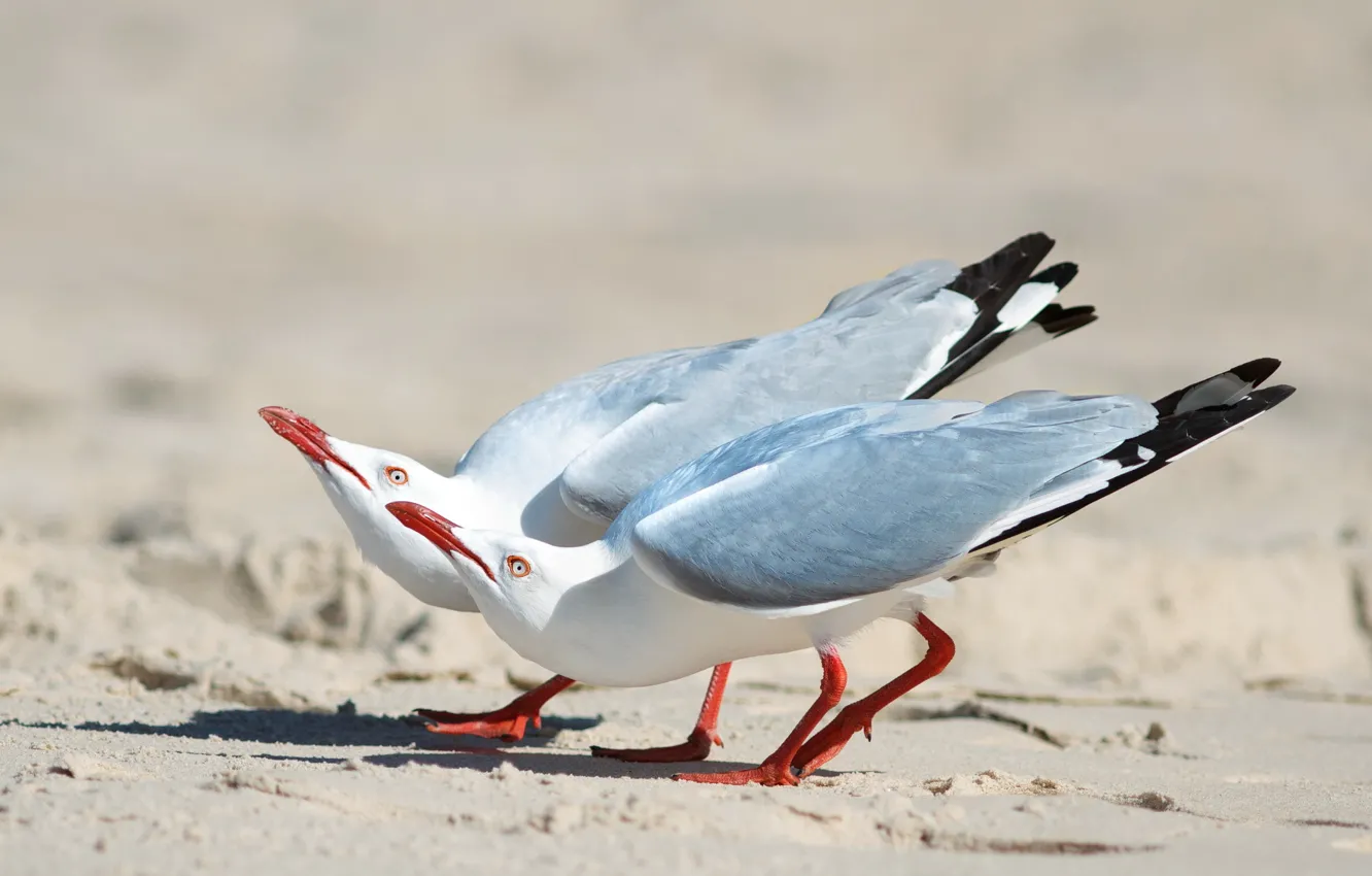 Фото обои песок, птицы, две, чайки, серебрянные