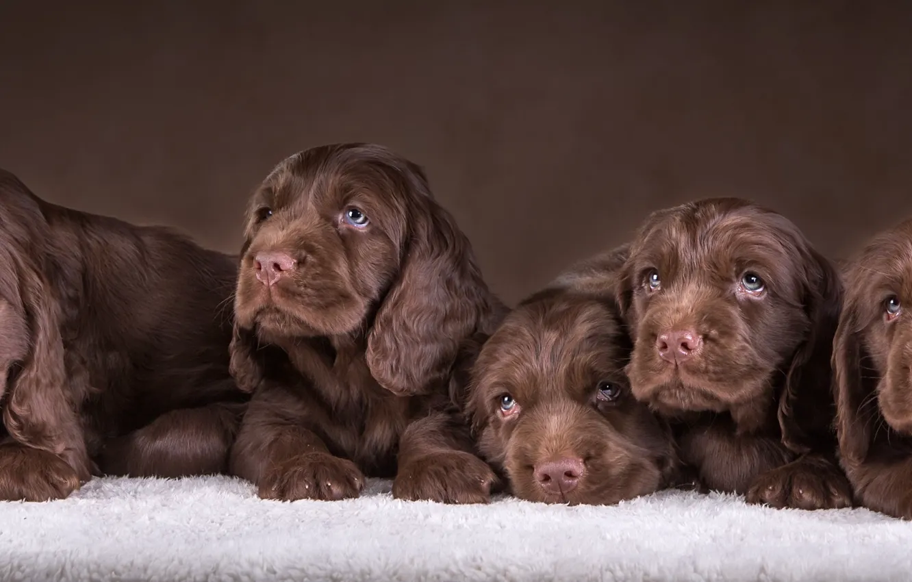Фото обои щенки, шесть, спаниель, шоколадные