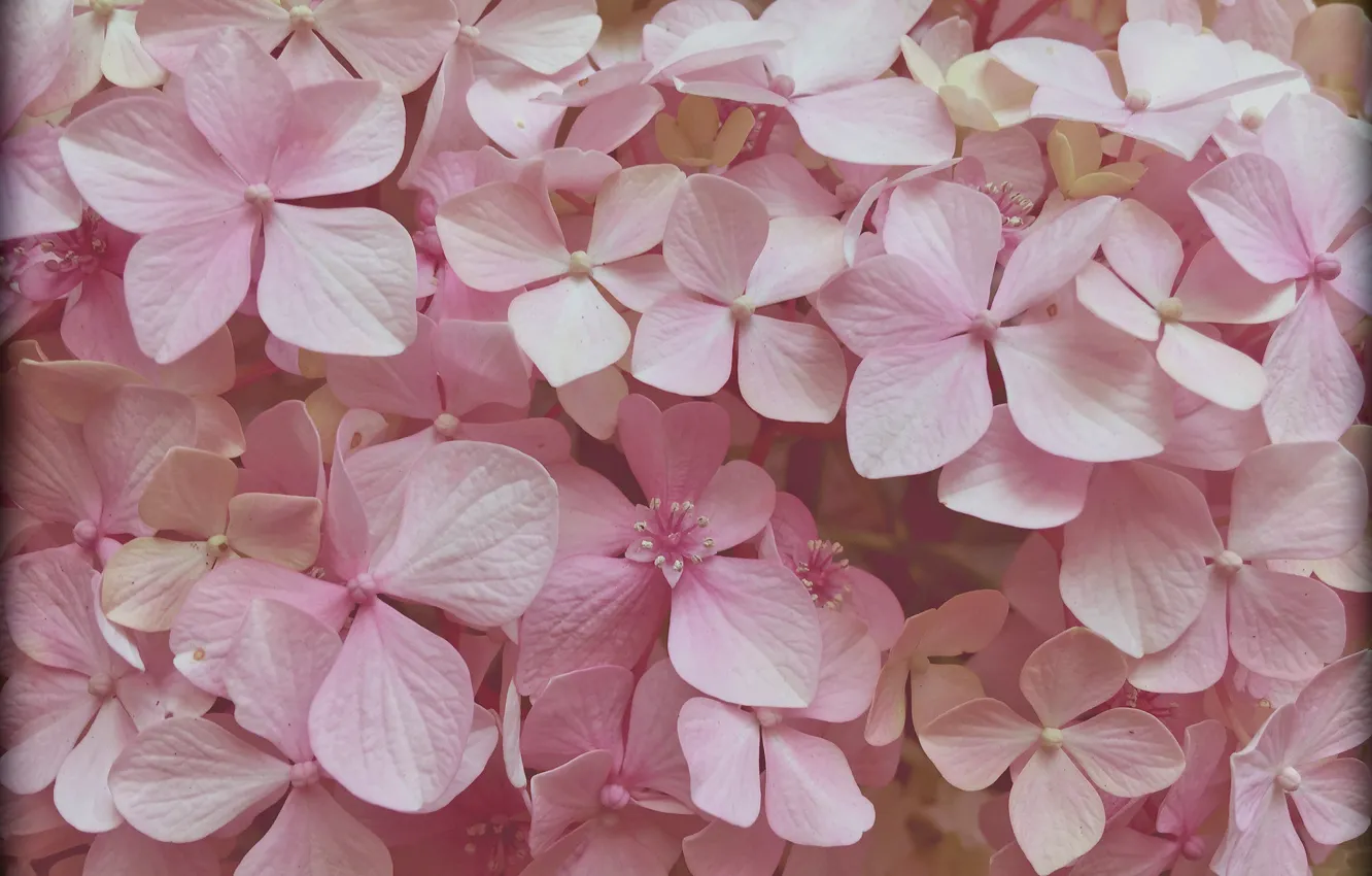 Фото обои цветы, текстура, розовые цветы