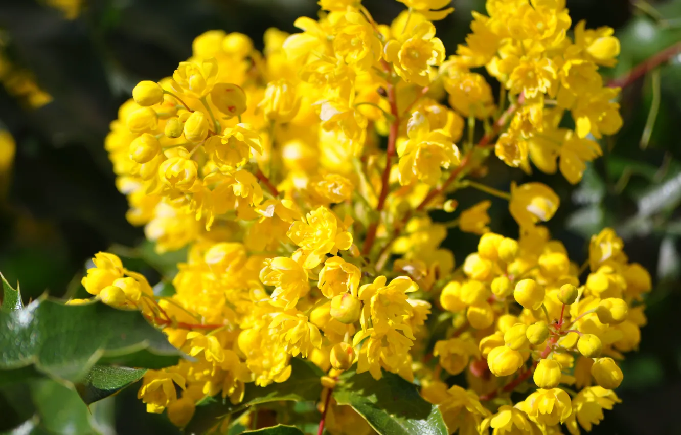 Фото обои Весна, Spring, Цветение, Flowering, Yellow flowers, Жёлтые цветочки, Магония, Mahonia
