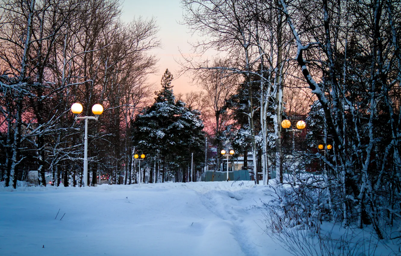 Фото обои зима, лес, снег, деревья, елки, фонари