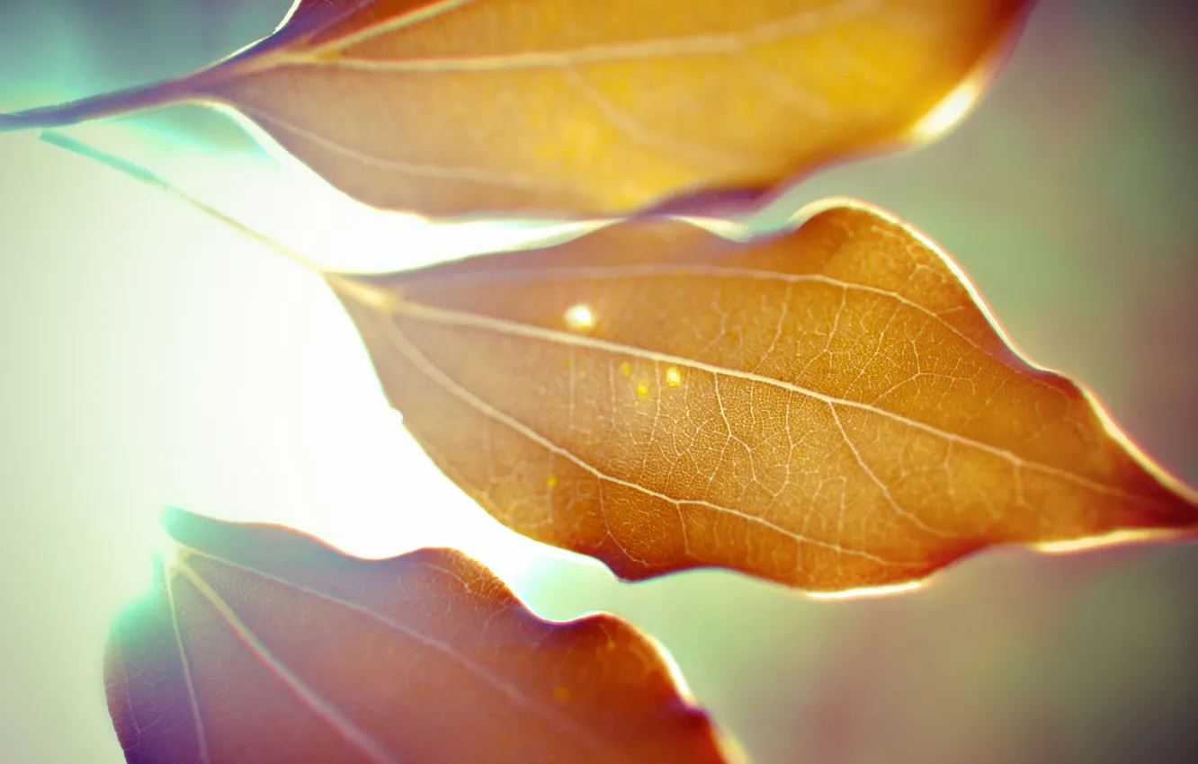 Фото обои осень, листья, макро, свет