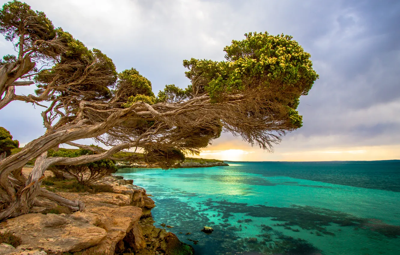Фото обои море, дерево, скалы, берег