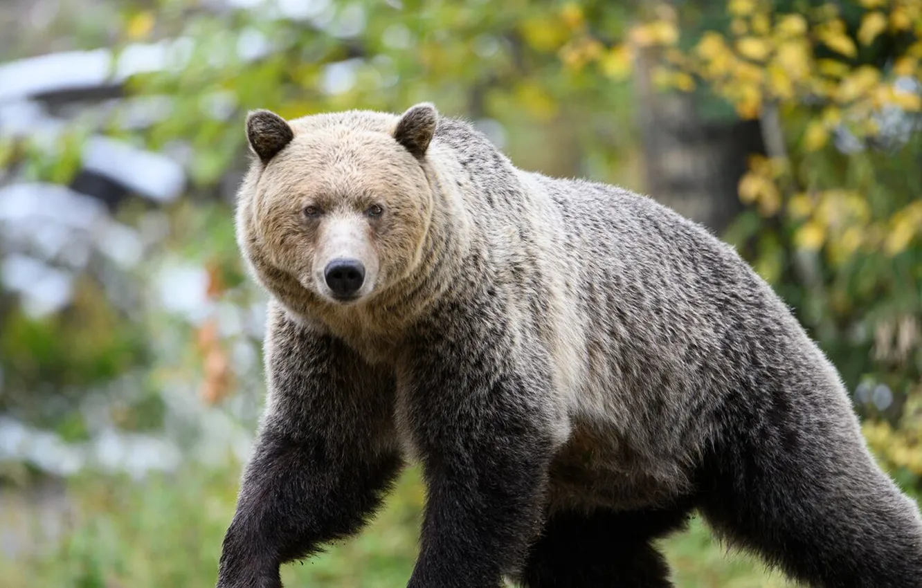 Фото обои bear, predator, animal