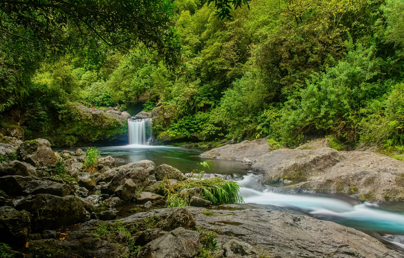 Фото обои зелень, лес, деревья, ручей, камни, Франция, водопад, Reunion
