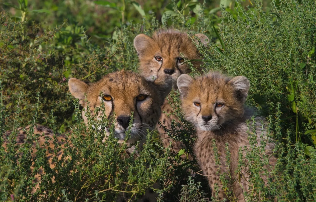 Фото обои дети, семья, мама, гепарды