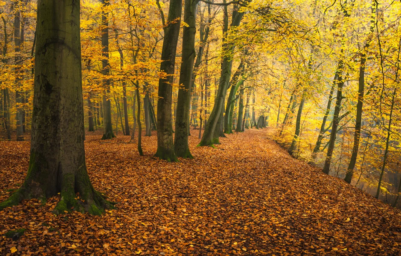 Фото обои осень, деревья, парк, река, Германия, опавшая листва