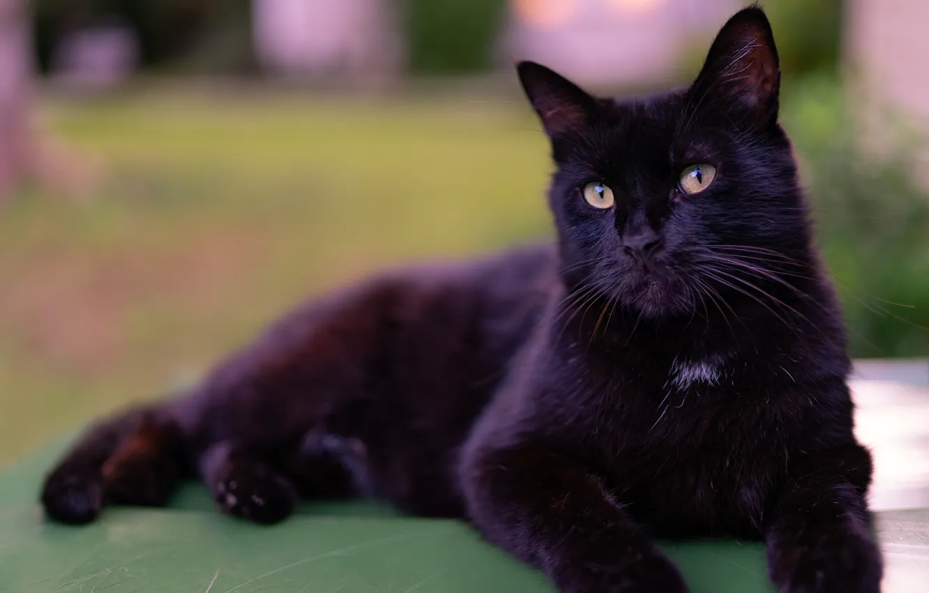 Фото обои кошка, кот, черный, лежит