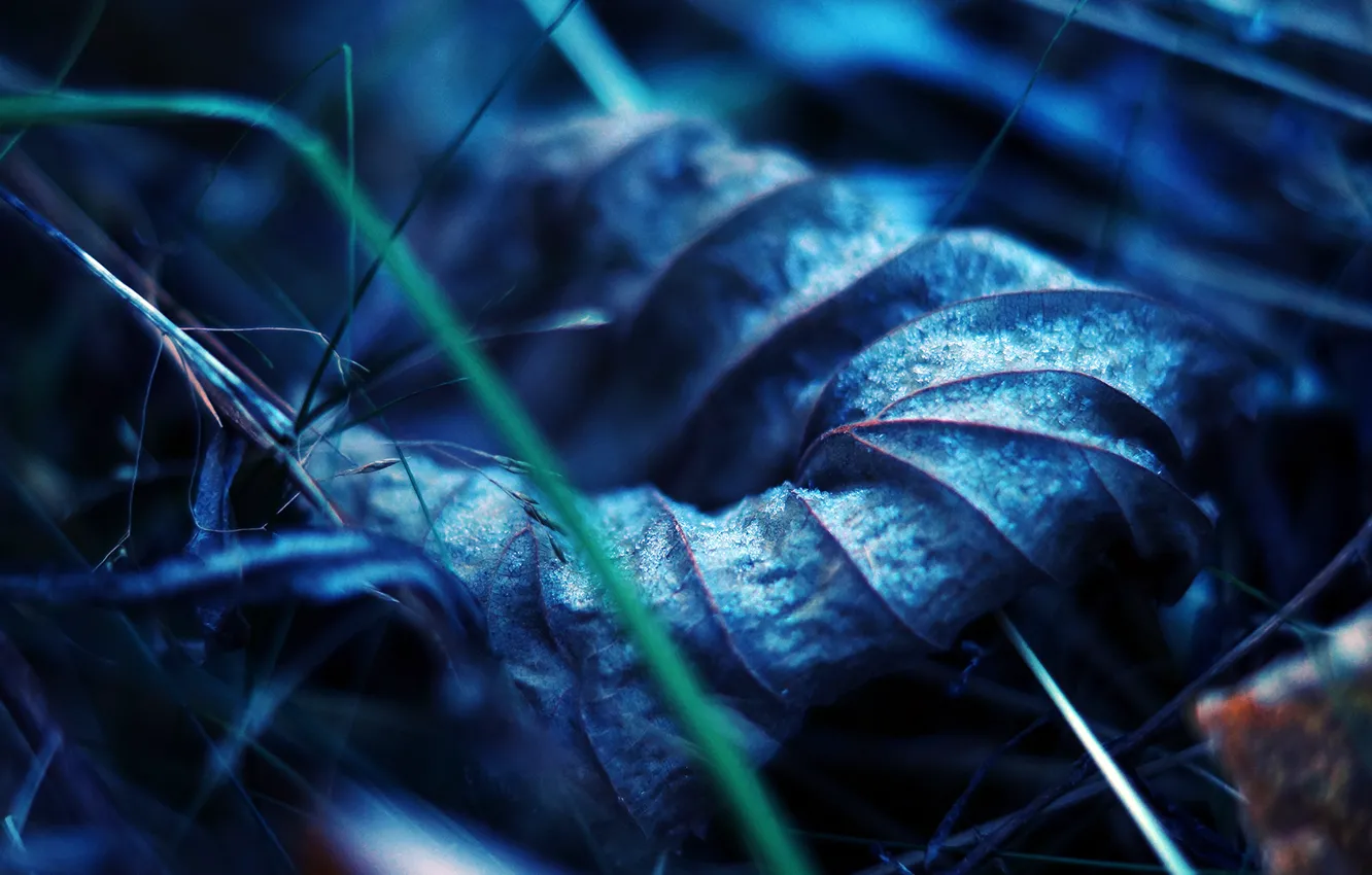 Фото обои осень, трава, макро, лист, земля, сухой, прожилки