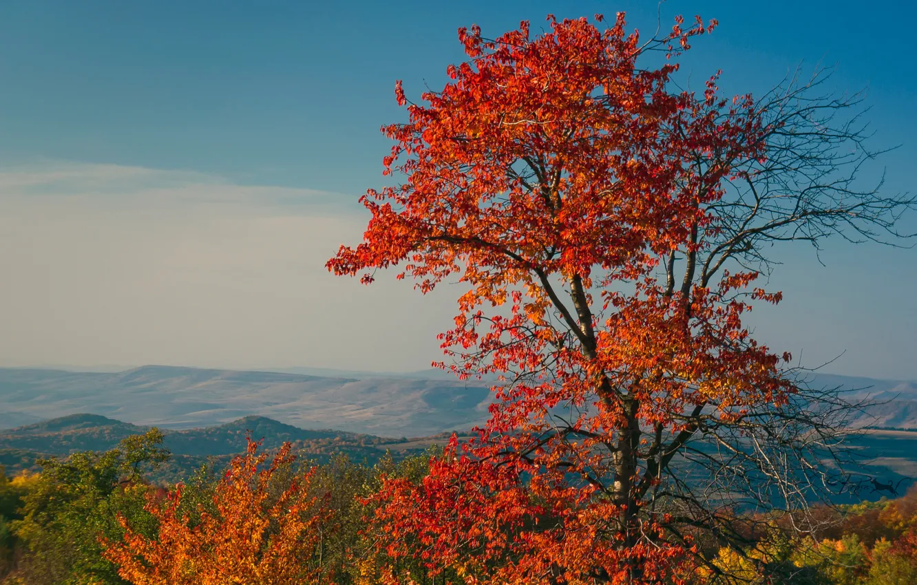 Фото обои осень, листья, деревья, пейзаж, горы, багрянец