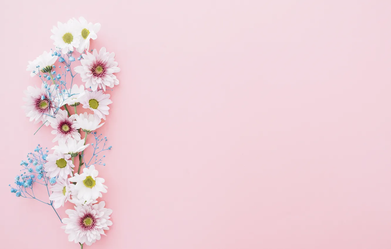 Фото обои цветы, хризантемы, pink, flowers, композиция, composition, floral