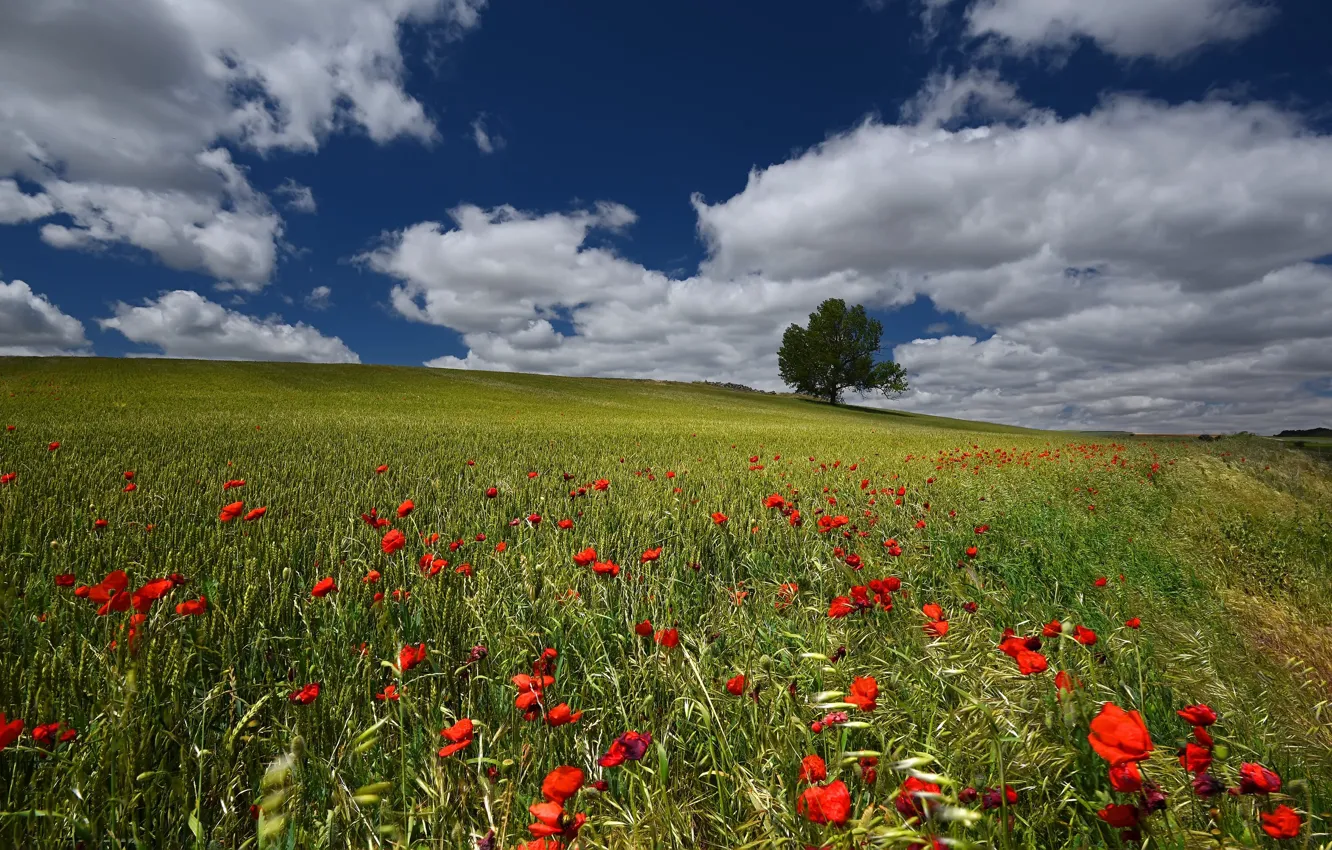 Фото обои пшеница, поле, лето, небо, цветы, синева, маки, колосья