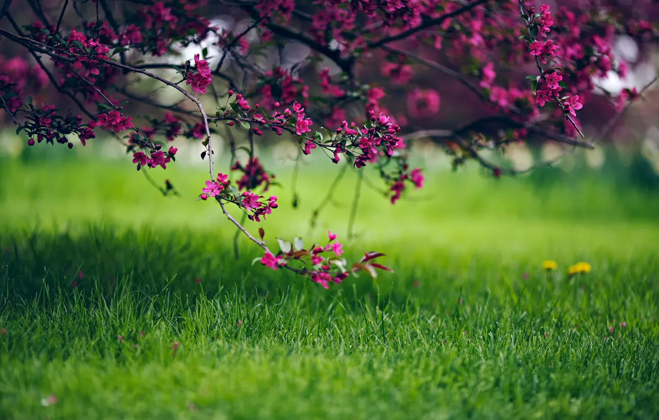 Фото обои трава, цветы, природа, дерево, весна, боке