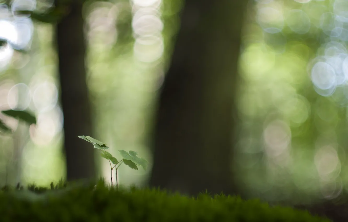 Фото обои зелень, природа, фон