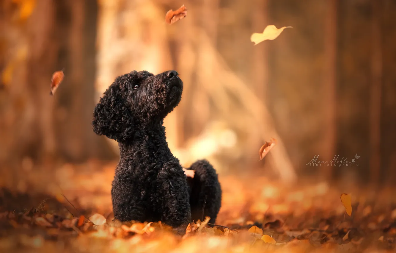 Фото обои осень, листья, собака, боке, Пудель