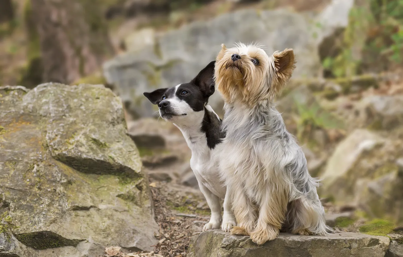 Фото обои собаки, камни, пара, Йоркширский терьер