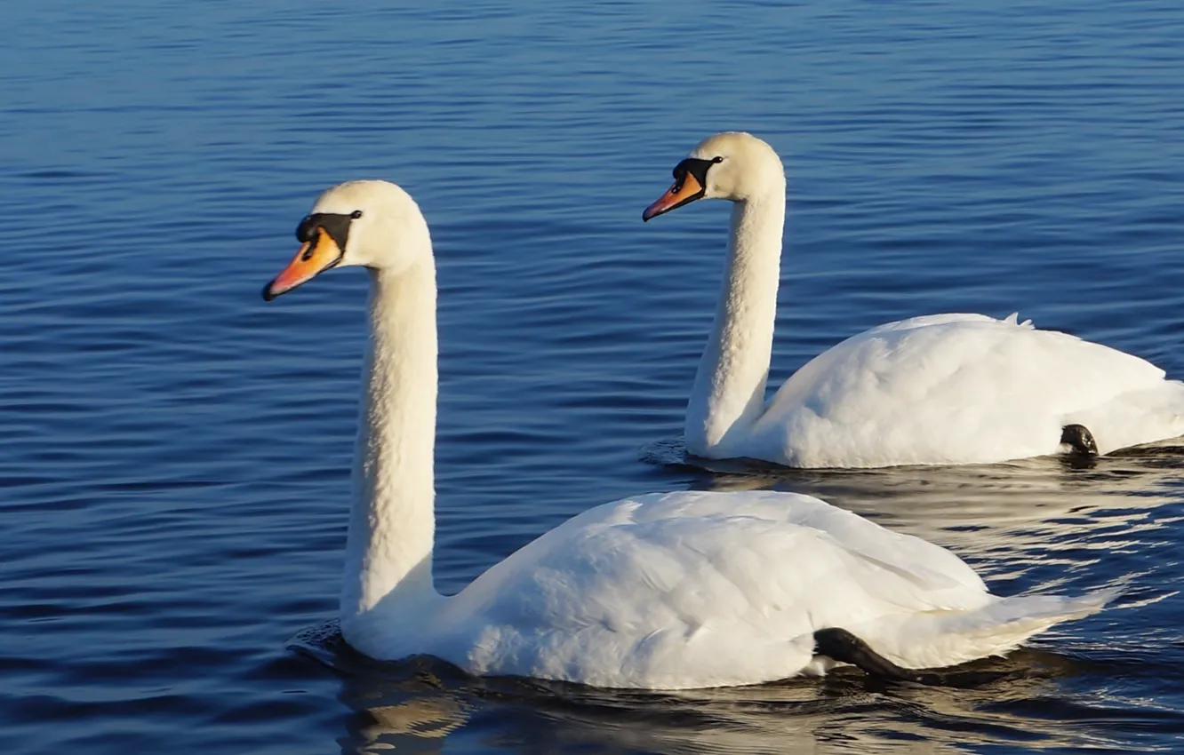 Фото обои white, swan, bird