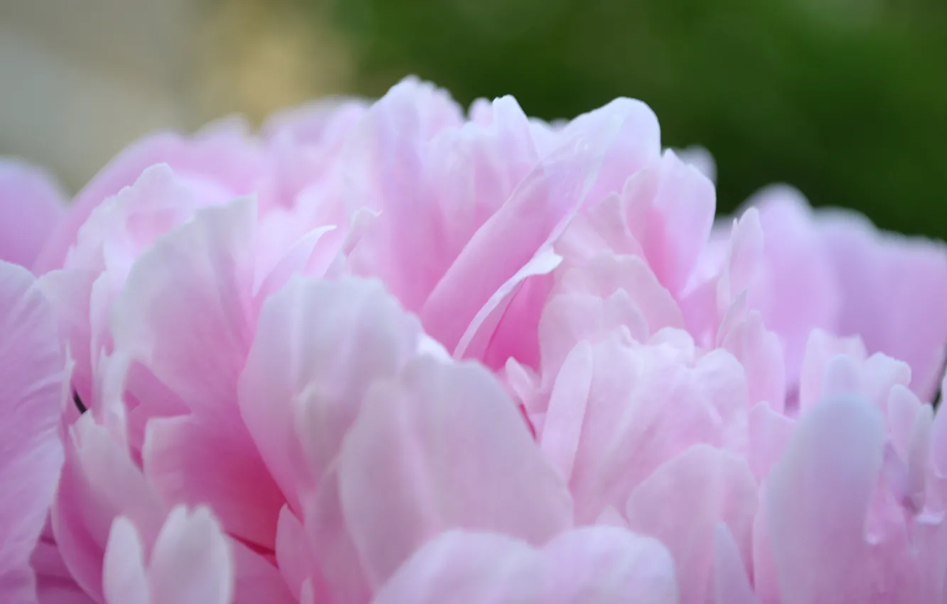 Фото обои цветы, розовые, pink, пионы, Pion