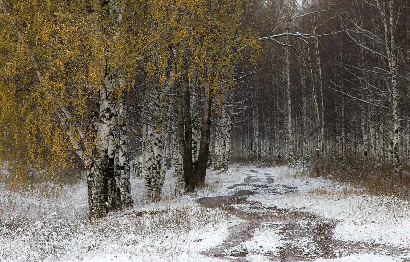 Фото обои дорога, осень, снег, берёзы