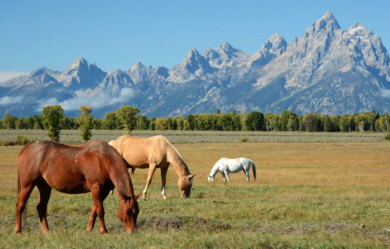 Фото обои Wyoming, animal, wild, teton, .Horses Grazing in the Shadow of the Mountains in
