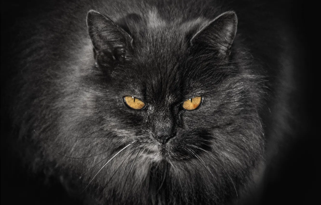 Фото обои Черный, Взгляд, Кошка, Усы, Кот, Глаза, Шерсть, Морда