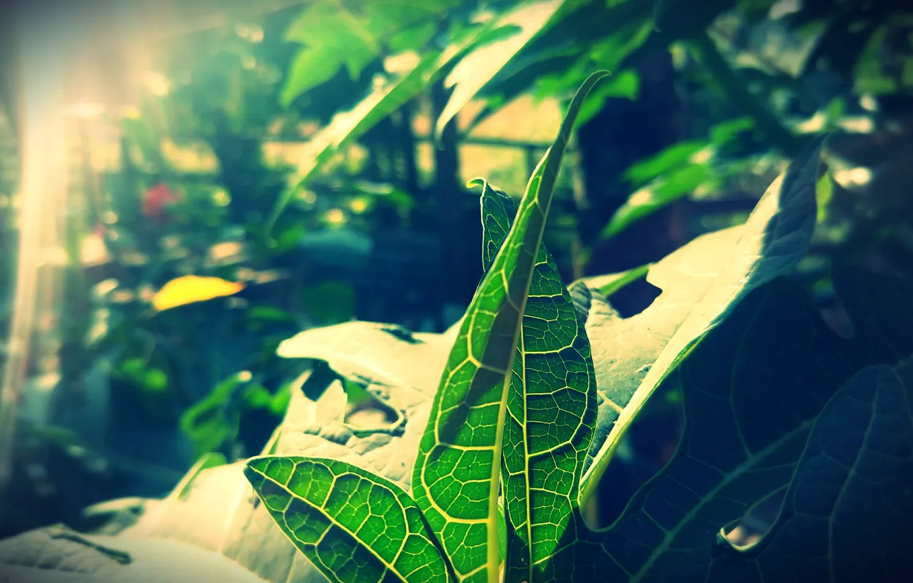 Фото обои green, plant, leaf wallpapers, flora, veins