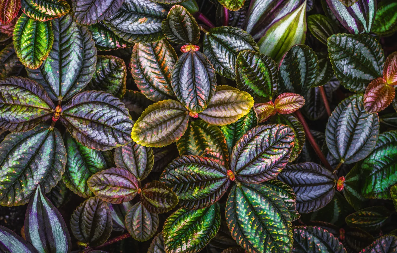 Фото обои листья, макро, яркий, узор