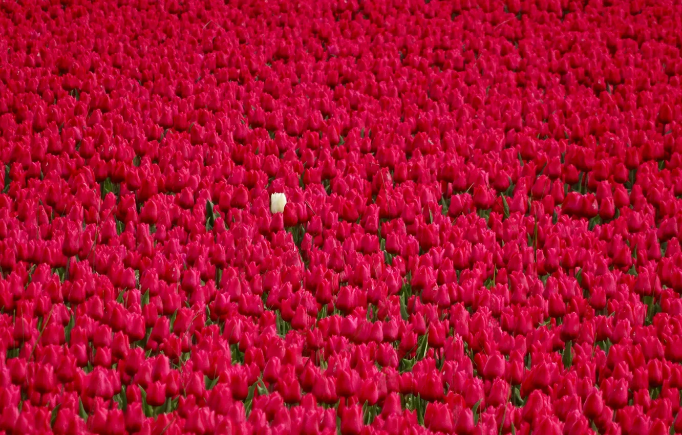 Фото обои поле, тюльпаны, Нидерланды, бутоны, плантация, красные тюльпаны, белый тюльпан